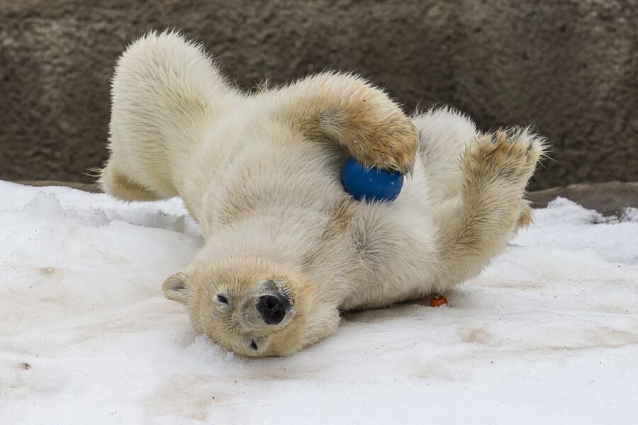 San Diego Zoo: 1-Day Admission Ticket - Food, Water, and Walking Strategy on 100 Acres