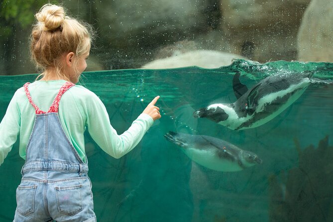 San Diego Zoo 1-Day Pass: Any Day Ticket - Guided Bus Tour: A Fast Orientation Before You Chase Animals