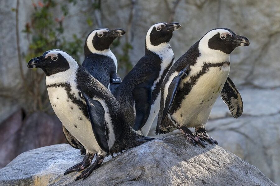 San Diego Zoo and Safari Park: 2-Day Entry Ticket - Must-see Zoo stops: Polar Bear Plunge and Elephant Odyssey