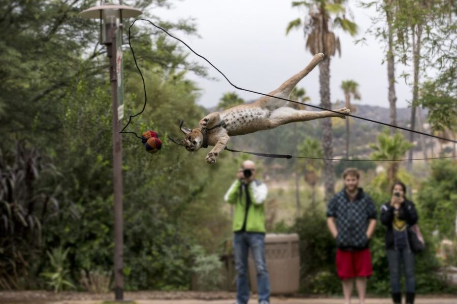 San Diego Zoo and Safari Park: 2-Day Entry Ticket - The Zoo’s vibe: shows and presentations make bad weather easier