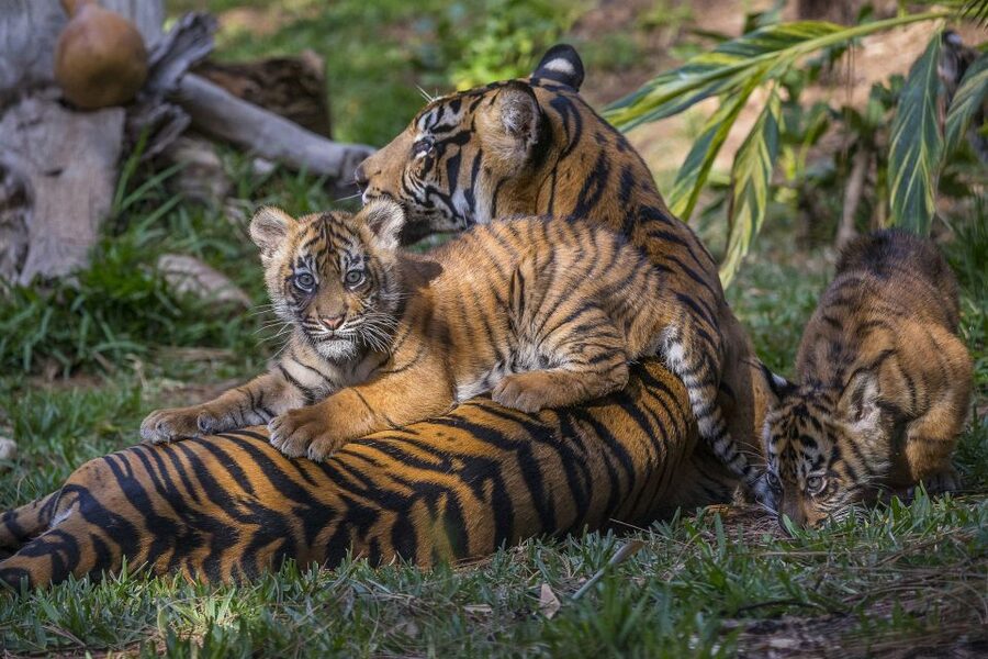 San Diego Zoo and Safari Park: 2-Day Entry Ticket - Sumatra, Tiger Trail, and Lion Camp: where the safari story gets specific