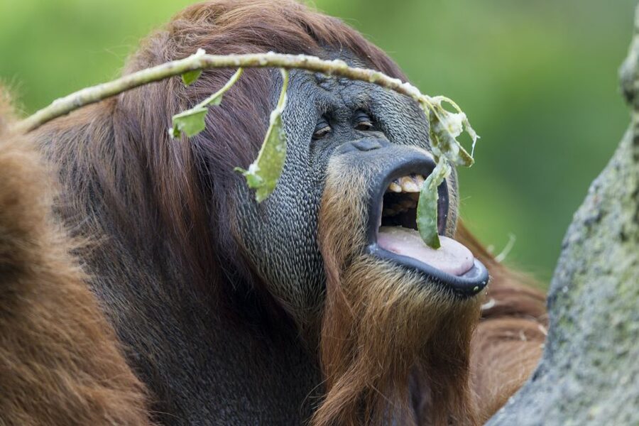 San Diego Zoo and Safari Park 2-Day Entry Ticket - Two-day ticket, two very different animal parks