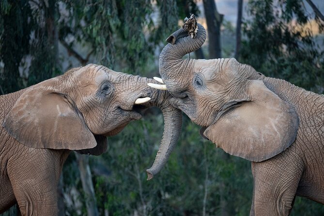 San Diego Zoo and Safari Park 2-Visit Pass Ticket - Crowds, Noise, and the Real Cost of Food
