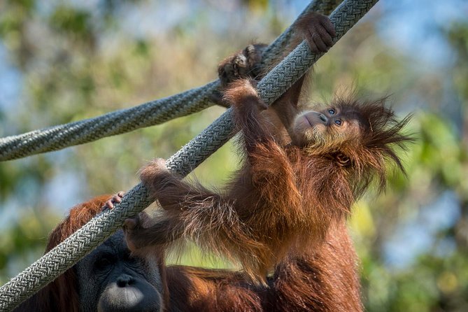 San Diego Zoo and Safari Park 2-Visit Pass Ticket - Should You Book This San Diego Zoo and Safari Park 2-Visit Pass?