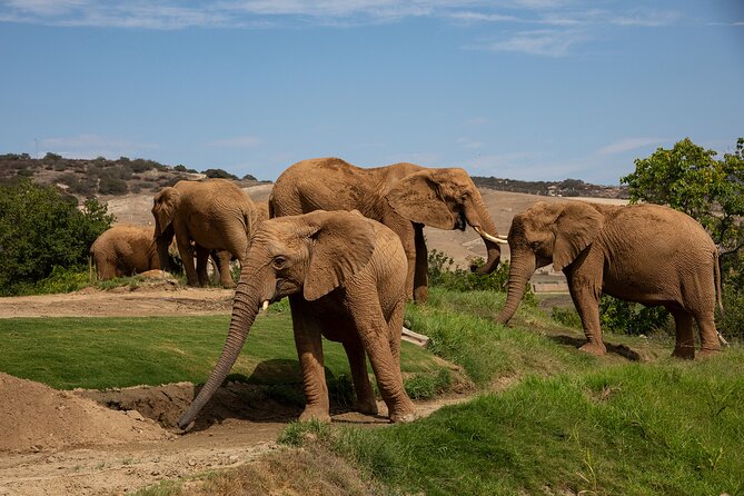 San Diego Zoo and Safari Park 2-Visit Pass Ticket - Tickets, What’s Actually Included, and What Isn’t
