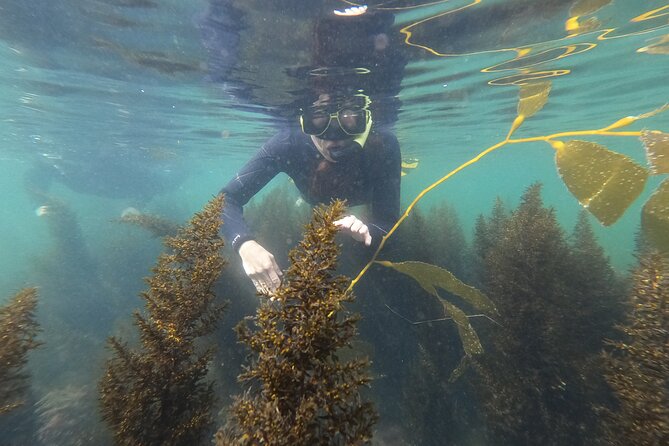 Snorkel San Diego's Mission Bay with a Marine Biologist - Key Highlights You’ll Feel on the Water