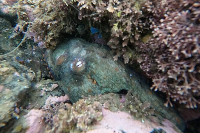 Snorkel San Diego's Mission Bay with a Marine Biologist - Gear, Wetsuits, and the 2600 Bayside Ln Meeting