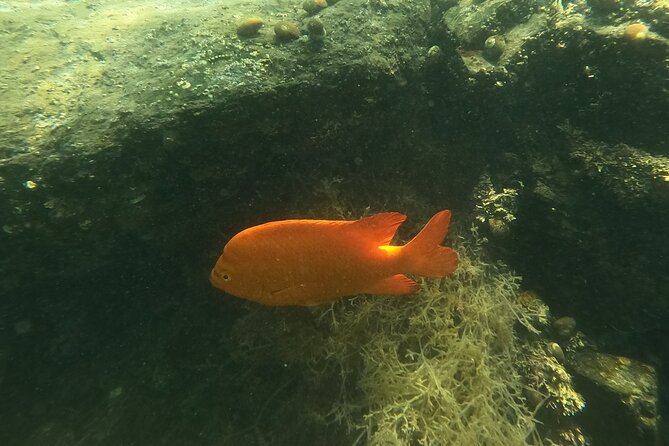 Snorkel San Diego's Mission Bay with a Marine Biologist - Safety, Comfort, and Whether You Can Handle Calm Water
