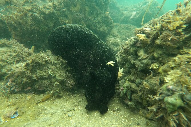 Snorkel San Diego's Mission Bay with a Marine Biologist - Photos Without a Smartphone Circus
