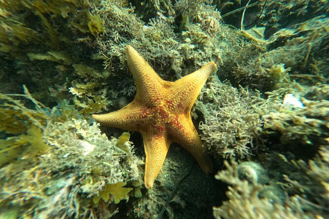 Snorkel San Diego's Mission Bay with a Marine Biologist - Price and What You Actually Get for $60