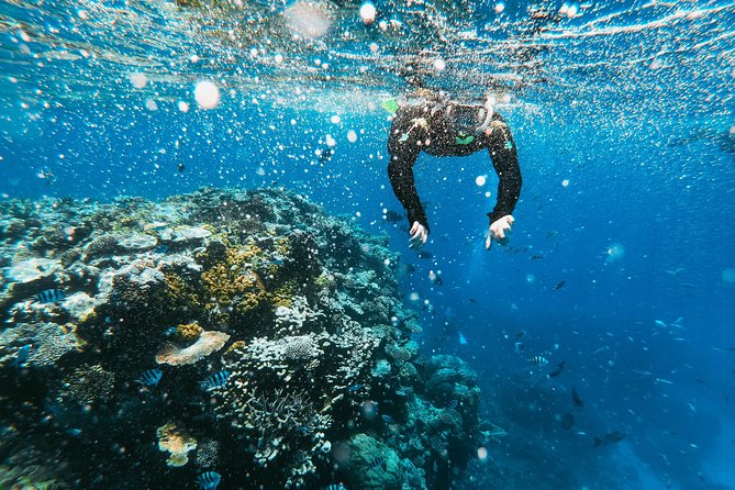 Snorkeling Adventure in La Jolla - Where You Suit Up at La Jolla Cove Market