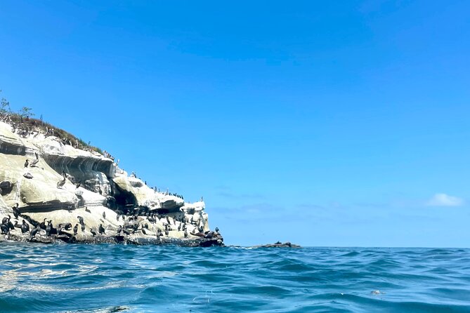Snorkeling Adventure in La Jolla - Value and Timing: What You’re Paying For (and How to Get the Best Day)