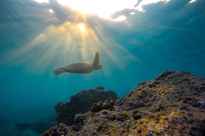 Snorkeling Adventure in La Jolla - Being a Strong Swimmer Matters (No Life Jackets in This Protected Area)