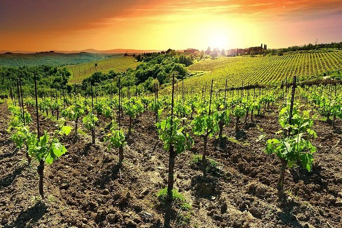Temecula Wine Country Tour from San Diego - Three winery tastings plus a behind-the-scenes winemaking tour