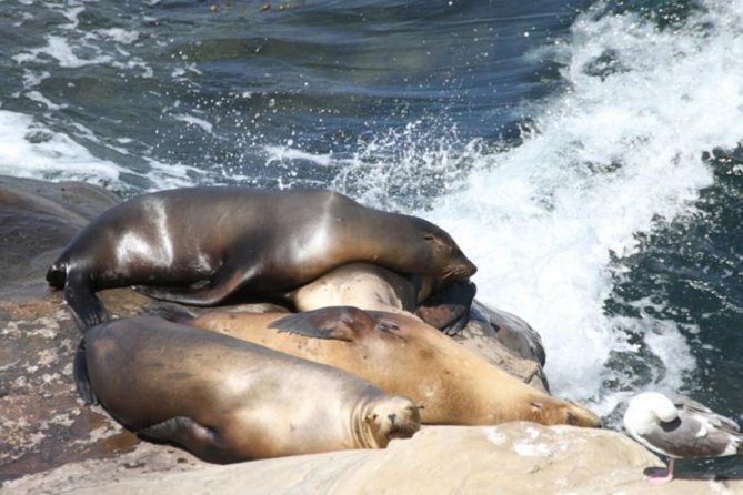 The La Jolla Tour - The Wedding Bowl and the ocean-facing museum stop