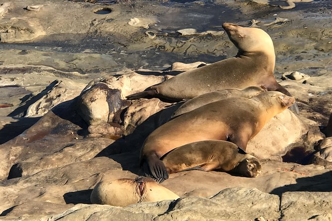 The La Jolla Tour - La Jolla Cove: sea lions, tidepools, and marine reserve vibes