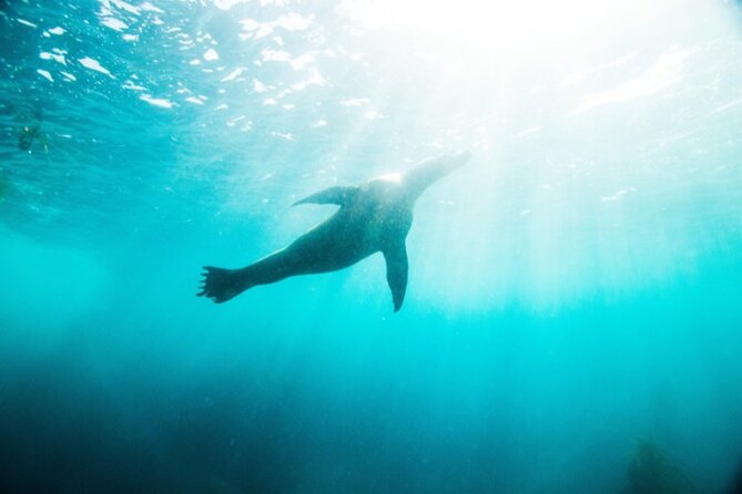 Two Hour Kayak and Snorkel Tour for Two in La Jolla - Meet the crew: why guide style is the difference-maker