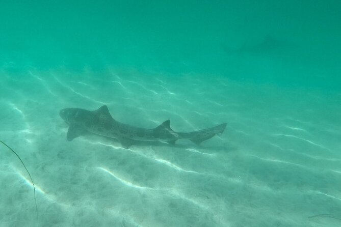 Two Hour Kayak and Snorkel Tour for Two in La Jolla - Snorkeling in an anchored-world view