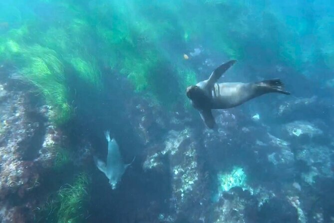 Two Hour Kayak and Snorkel Tour for Two in La Jolla - Who should book this kayak and snorkel tour (and who should skip it)