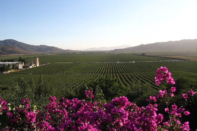 Valle de Guadalupe Winery and Vineyard Tour from San Diego - Key Points That Matter Before You Go