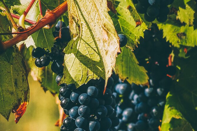 Valle de Guadalupe Winery and Vineyard Tour from San Diego - A 9-Hour Baja Wine Getaway: What Makes This Day Trip Work