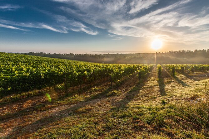 Valle de Guadalupe Winery and Vineyard Tour from San Diego - San Diego to Ensenada: The Scenic Drive That Sets the Mood