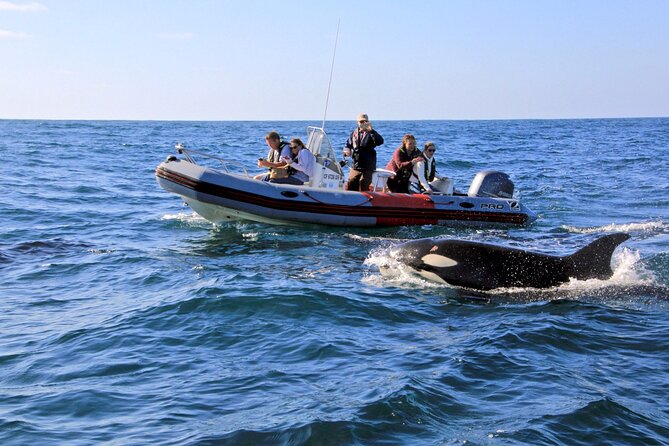 Whale and Dolphin Watching in San Diego - Key things to know before you go