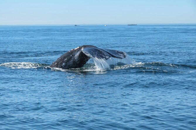 Whale and Dolphin Watching in San Diego - Mission Bay start: easy meeting point and a smaller-boat vibe