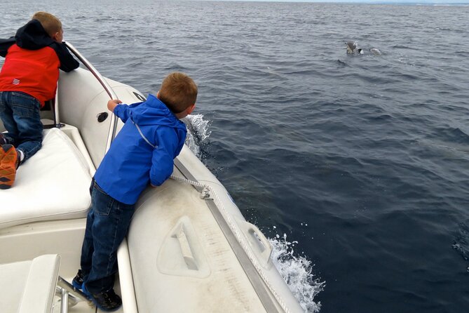 Whale and Dolphin Watching in San Diego - Where the wildlife shows up: close-to-the-action viewing