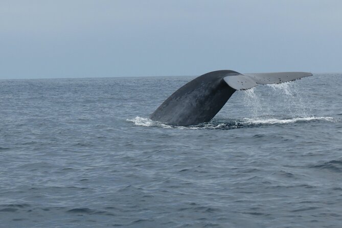 Whale and Dolphin Watching in San Diego - Comfort tips that can make or break the experience