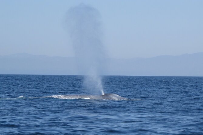Whale and Dolphin Watching in San Diego - Value check: is $149 worth it for a 3-hour small-group cruise?