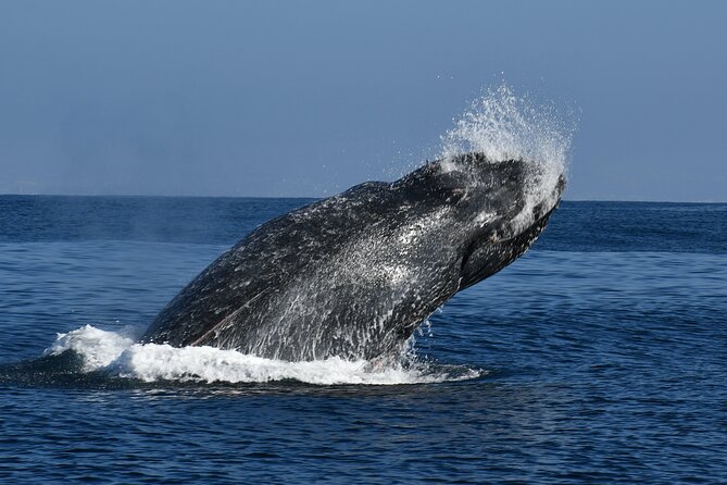 Whale and Dolphin Watching in San Diego - Good fit for you if you want close wildlife, not a crowd scene