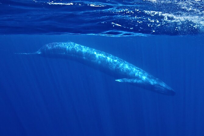 Whale and Dolphin Watching in San Diego Speedboat Tour - Quick hits before you go