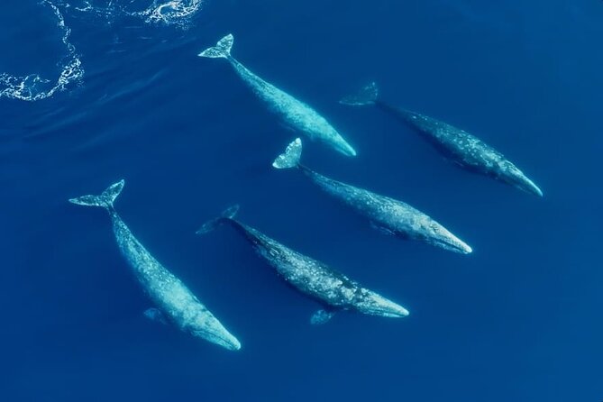 Whale and Dolphin Watching in San Diego Speedboat Tour - Zodiac power from Seaforth Marina: getting out to the whales