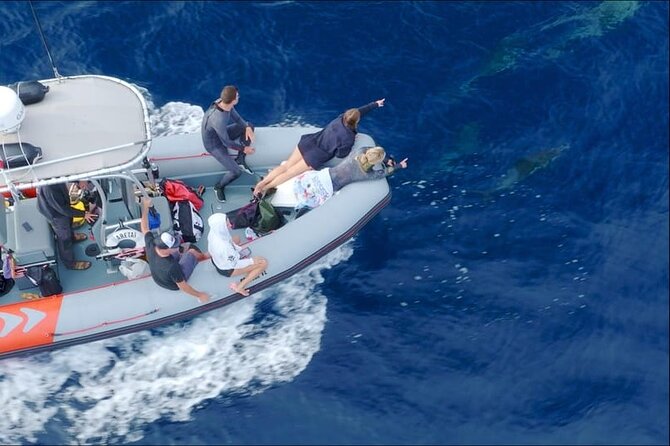 Whale and Dolphin Watching in San Diego Speedboat Tour - Dolphin sightings year-round: the species list you should know