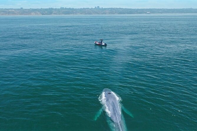 Whale and Dolphin Watching in San Diego Speedboat Tour - Safety and environmental priorities that actually change the vibe