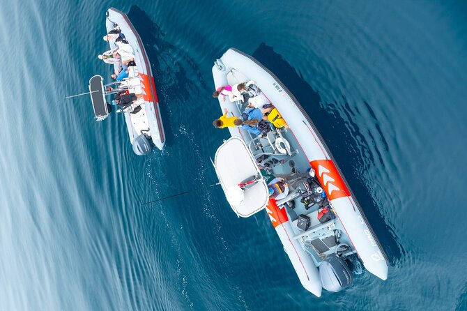 Whale and Dolphin Watching in San Diego Speedboat Tour - What’s included in the ticket—and what you’ll need to bring