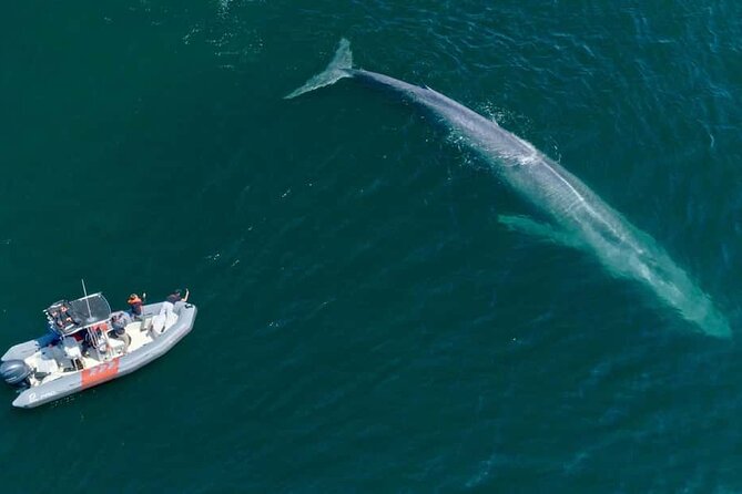 Whale and Dolphin Watching in San Diego Speedboat Tour - Price and value: is $199 worth it?