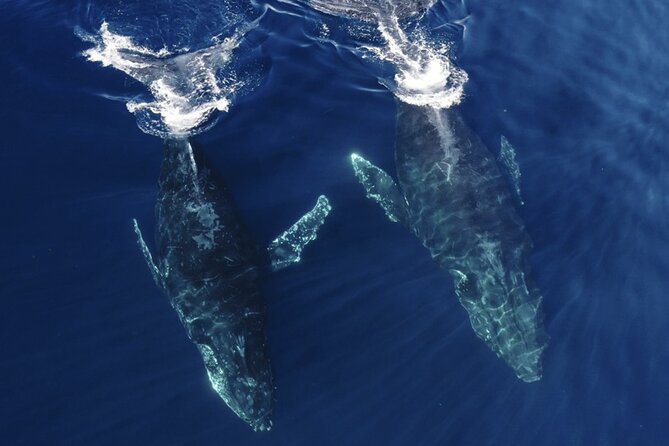 Whale and Dolphin Watching in San Diego Speedboat Tour - Who this tour fits best